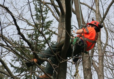 Made in the Trades - A young arborist pre-apprentice climbing a tree.