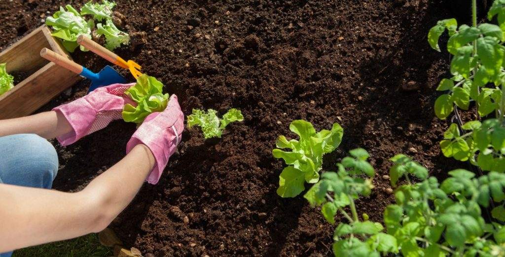 Horticultural Technician - Planting a garden.