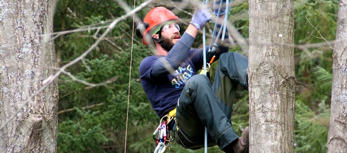 Made in the Trades - A male arborist ascends a tree wearing full safety gear.